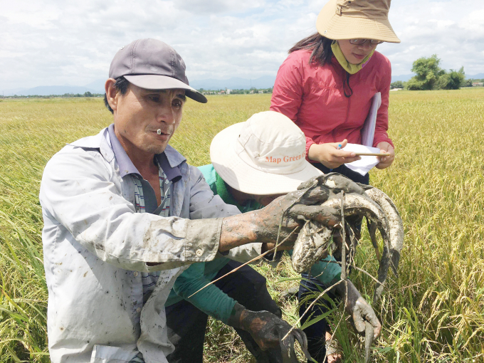 Nông dân có thêm nguồn lợi từ thu hoạch cá trên cánh đồng lúa hữu cơ. Ảnh: T.N