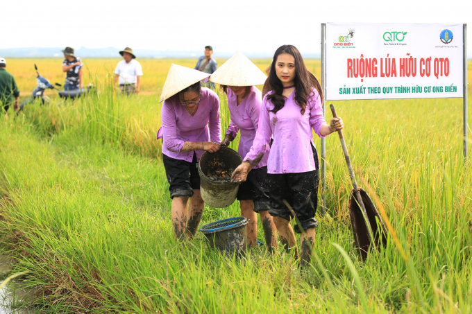 Mùa vàng lúa hữu cơ trên cánh đồng huyện VĨnh Linh. Ảnh D.L