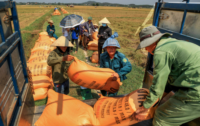 Nông dân  xã Gio Mỹ (Gio Linh) thu hoạch lúa hữu cơ. Ảnh T.N