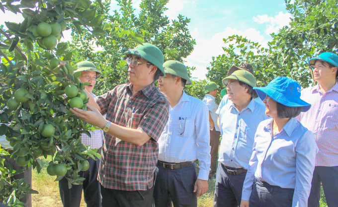 Lãnh đạo tỉnh Quảng Trị kiểm tra mô hình cam hữu cơ tại huyện Hải Lắng. Ảnh C.Đ