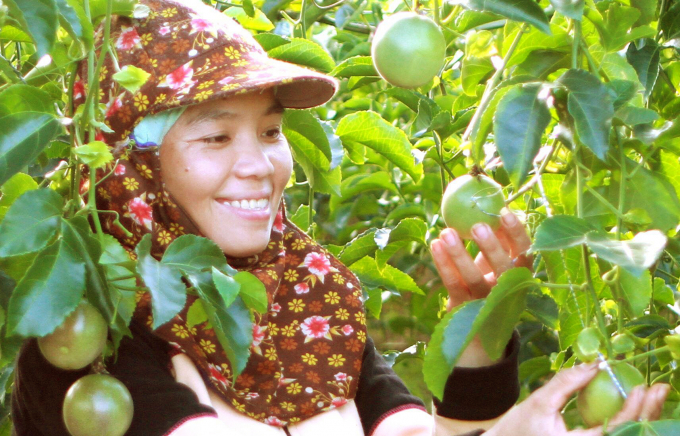 Các mối liên kết hợp tác sản xuất, chế biến, xuất khẩu các nhóm mặt hàng nông sản có lợi thế sẽ được Quảng Trị tập trung phát triển trong năm 2022. Ảnh: TL.