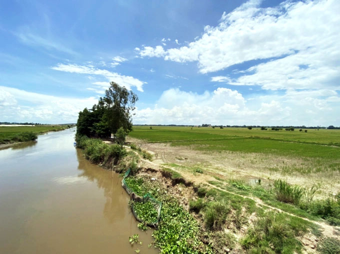 Một số nơi ở huyện An Phú, An Giang nông dân để đất trống không làm lúa thu đông. Ảnh: Lê Hoàng Vũ.