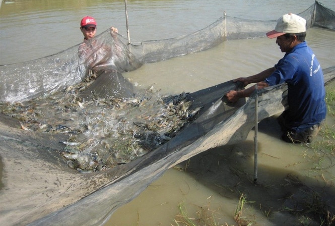 Thu hoạch tôm.