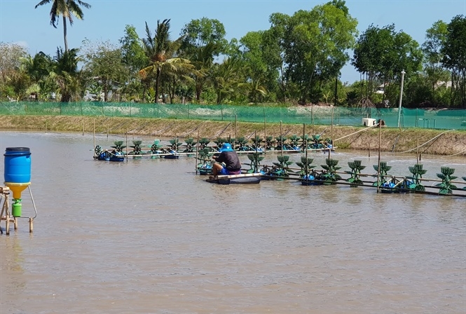 Quảng Ninh được coi là vựa tôm của cả nước.