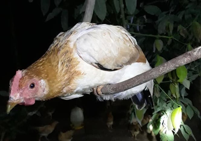 Đêm đàn gà bay lên ngủ trên các cành cây. Ảnh: CTV.