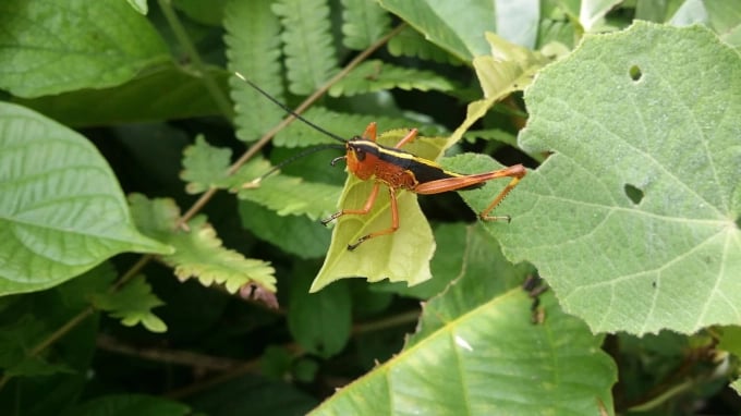 At age 3, yellow-spined bamboo locust is reddish, black-backed and a yellow-spined. Photo: Department of Plant Protection.