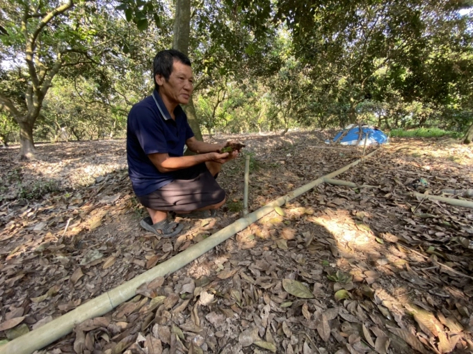 The degradation of soil quality causes the impact of salinity in the Mekong Delta on crops to be more serious. Photo: LHV.