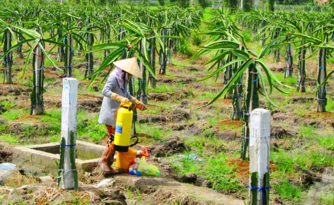 The trend and demand of using biological pesticides and probiotics is growing. Photo: Le Ben.