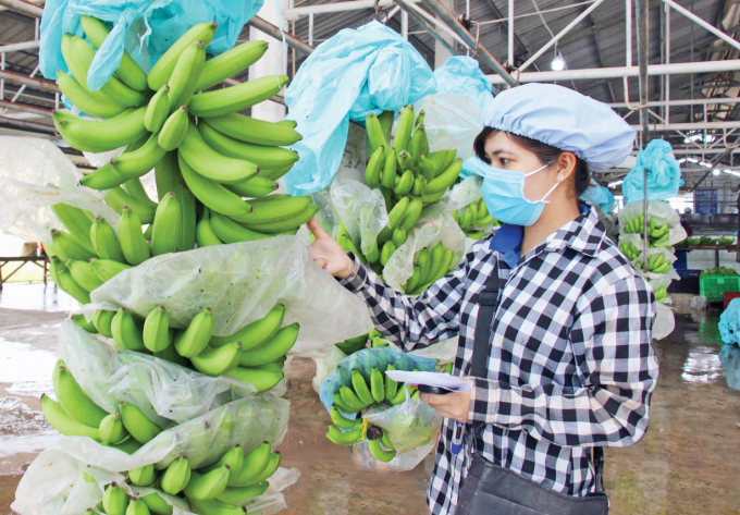 A worker classifies bananas for export at Ut Huy Company in Long An Province. Vietnam ranked 55th among the banana suppliers for the EU market. Photo: danviet.com.