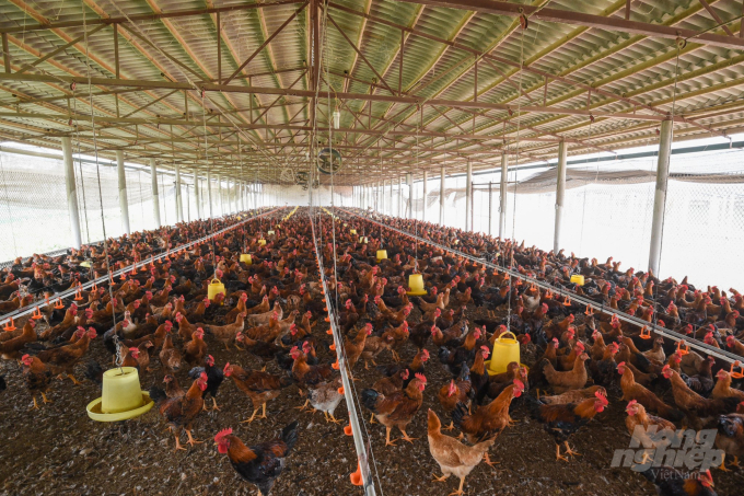 Deputy Minister Phung Duc Tien mentions solutions for high animal feed prices. Photo: Tung Dinh.