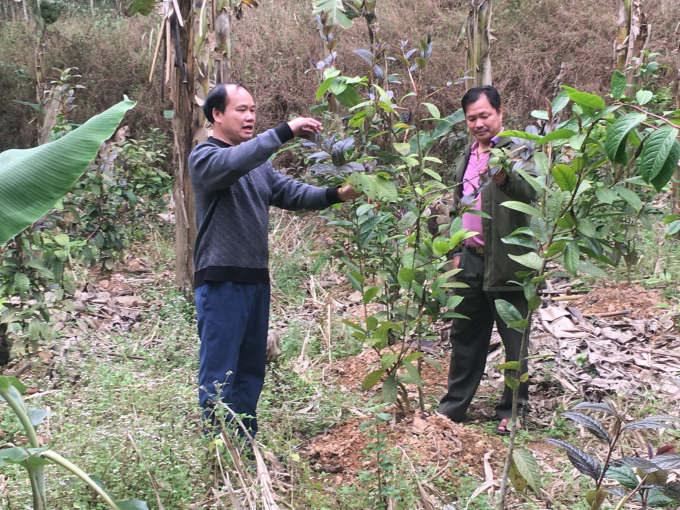 Che hoa vang (Camellia Chrysantha) is one of the medicinal plants being developed by Thinh Vuong Cooperative. Photo: Dong Van Thuong.