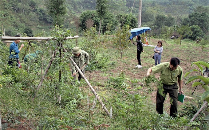Vo Nhai District in the northern province of Thai Nguyen has policies and resources to support the conservation and development of medicinal plants associated with forest afforestation. Photo: Dong Van Thuong