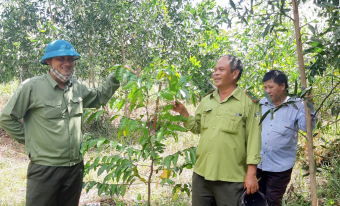 Forest owners are aiming to develop large timber plantations. Photo: KS.