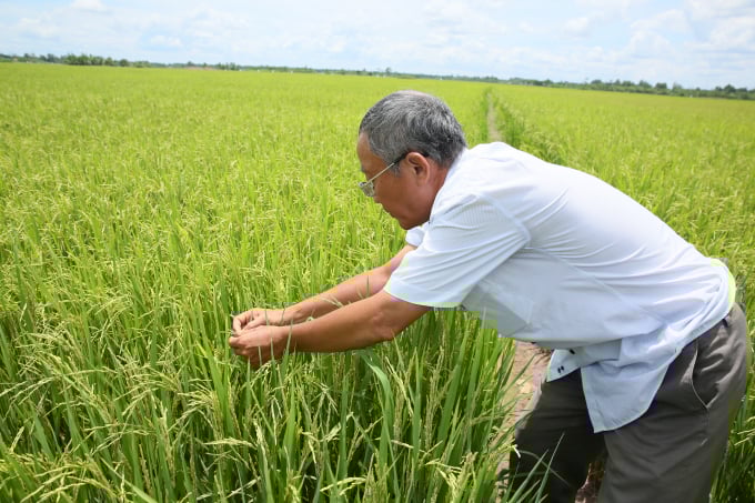 0e7a7103-201109_417.jpg Lúa canh tác theo hướng hữu cơ ở Gò Công. Ảnh: Hồng Thuỷ.