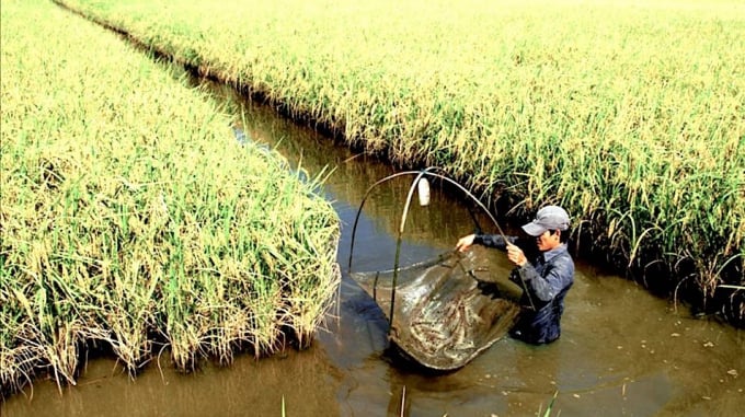 2-201257_118.jpg Mô hình tôm - lúa giúp nông dân tăng thu nhập hiệu quả. Ảnh: Hồng Thuỷ.