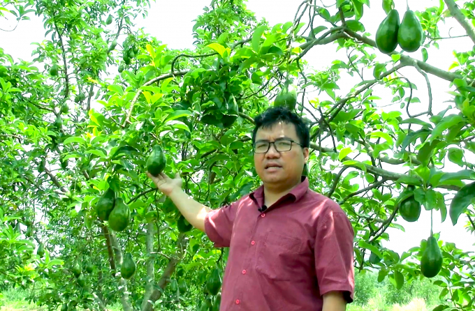 Đặng Dương Minh Hoàng bên vườn bơ công nghệ. Ảnh: Phúc Lập.