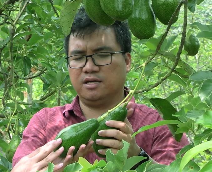 Anh Hoàng cho biết, bơ Mã Dưỡng vốn đã là sản phẩm có chất lượng cao, nhưng khi được trồng theo quy trình hữu cơ thì trái bơ có mùi thơm đặc trưng, béo hơn. Ảnh: Phúc Lập.