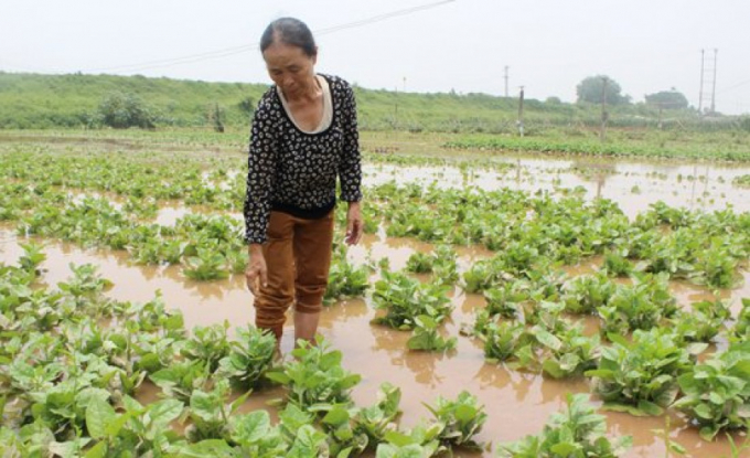 ngap1-104729_450.jpg Sau những trận mưa lớn, nhiều diện tích nông nghiệp bị ảnh hưởng giảm năng suất. Ảnh: TL.