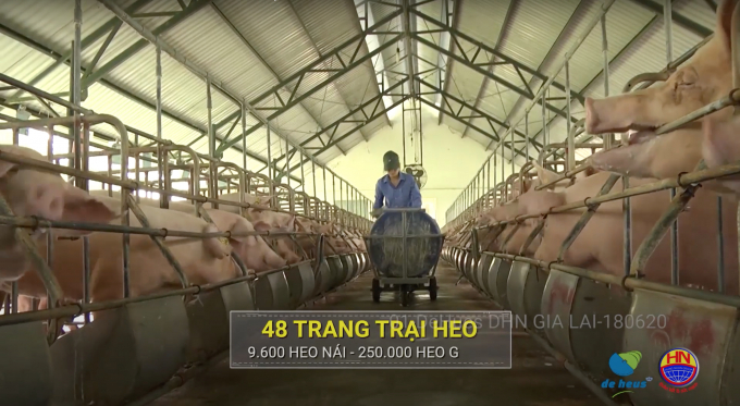 Trang trại heo của Hùng Nhơn Group. Ảnh: HN.