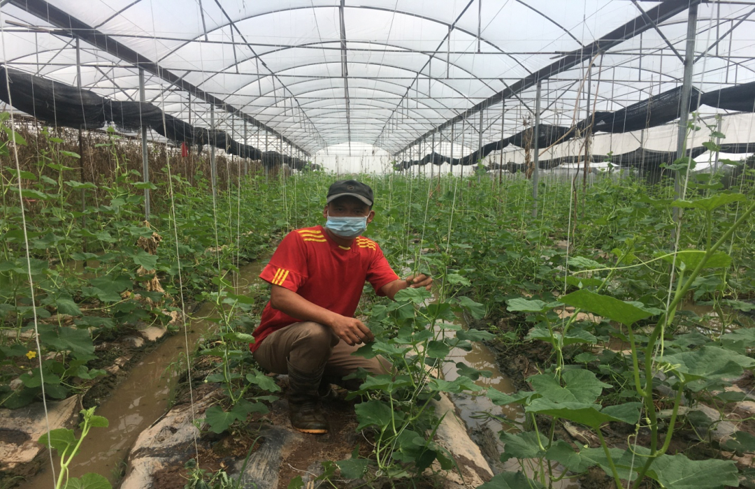 The growing melons and pears model in the net house of Mr. Duong Manh Toan, Phuc Lam Ha village, Phuc Lam commune. Photo: Pham Van Manh.