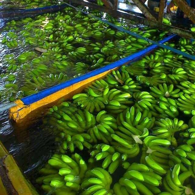 Banana is one of Vietnam’s potential export commodities. Photo: Minh Phuc.