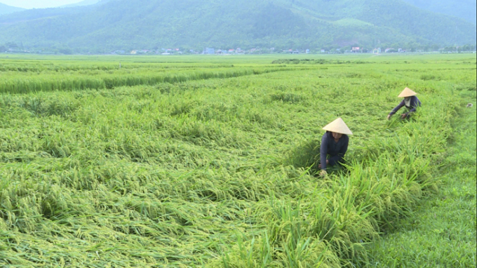 22-183012_221.jpg Bà con nông dân đang buộc dựng lại các diện tích lúa bị đổ, ngã do mưa gió. Ảnh: V. Tư.