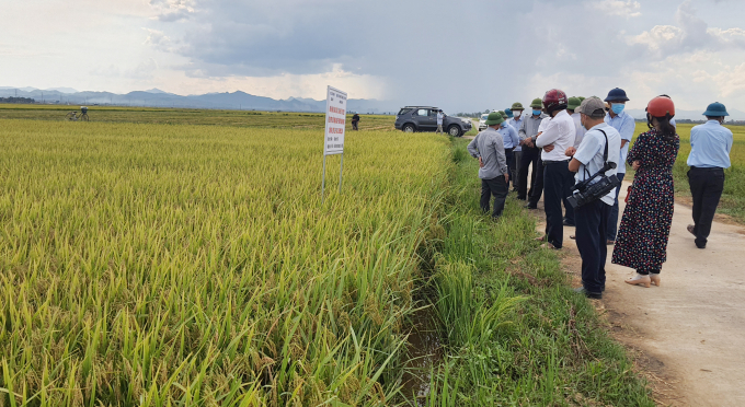 Với chuỗi liên kết sản xuất, người nông dân càng gắn bó với đồng ruộng và hướng đến nền nông nghiệp bền vững. Ảnh: Công Điền.