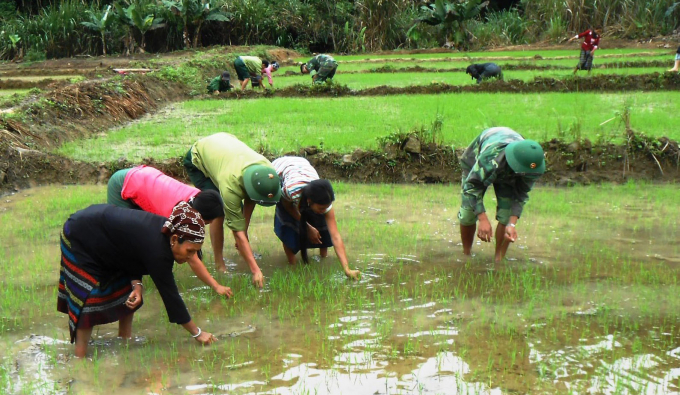 4-090432_573.jpg Ruộng lúa nước của bà con bản Chút Mút. Ảnh: T.P.