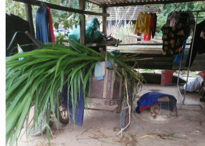 6-160939_222.jpg Trong giá lạnh, bà con tranh thủ cắt cỏ về làm thức ăn cho trâu bò. Ảnh: N.T.