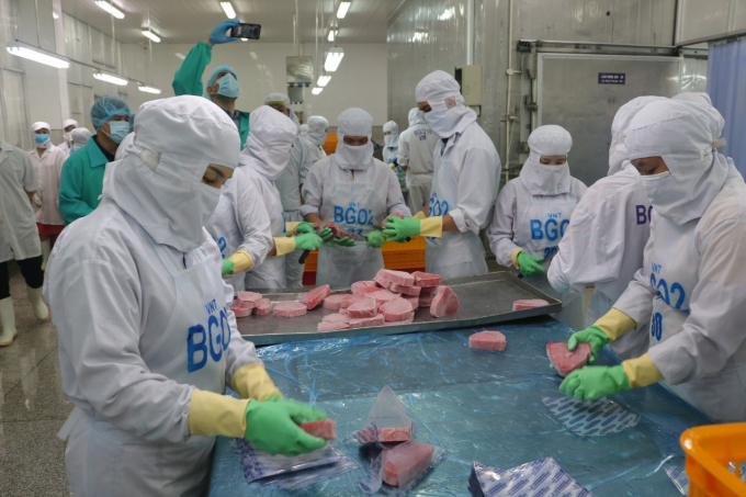  Tuna exporters are receiving many export orders, especially in the US market. Photo: KS.