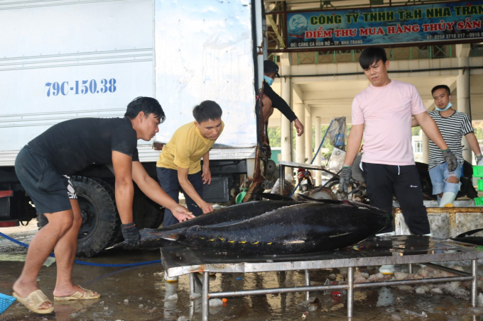 All businesses are promoting the purchase of tuna at high prices, so the fishermen are excited. Photo: KS.