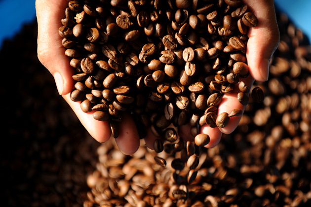Vietnam’ coffee exports decreased sharply in the beginning of this year due to a shortage of empty containers. Photo: VAN.