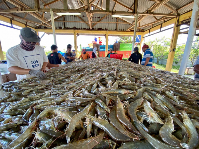 Farmers harvest whileleg shrimp in Indonesia. Photo: VAN.