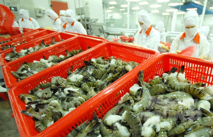 Workers process shrimp for export in the Mekong Delta. Photo: LHV.