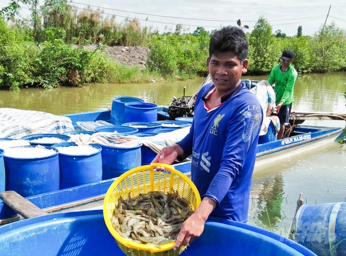 Prices of white-leg shrimp increase sharply in Soc Trang Province. Photo: XT.