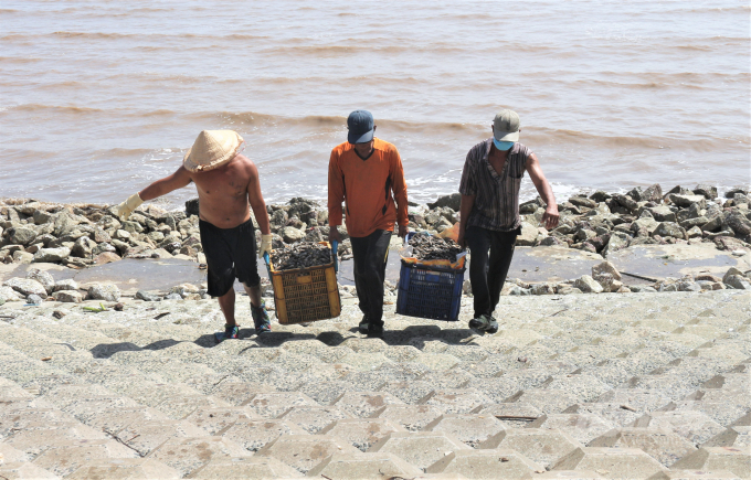 People exploit aquatic products outside Go Cong sea dyke. Photo: Pham Hieu.