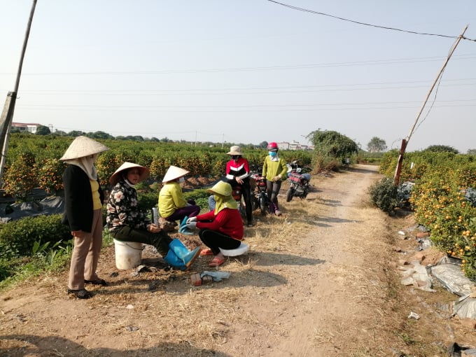 img_20210118_143153-230239_620.jpg Vắng khách mua, các chủ vườn phải ngồi đợi ở đầu bờ từ sáng sớm đến tối muộn chào hàng mà lượng tiêu thụ vẫn chậm. Ảnh: Trung Quân.