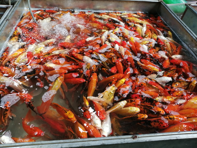 Cá chép cảnh cũng được ưa chuộng, hiện có giá từ 250 - 300 nghìn đồng/kg. Tại một số chợ dân sinh, cá từ chợ đầu mối được các tiểu thương bán lẻ theo từng con hoặc từng túi (thường 3 con) cho các hộ gia đình. Hiện, giá bán đang ở mức từ 40.000-50.000/túi 3 con, một số cá to đẹp hơn có giá từ 20.000-30.000/con.