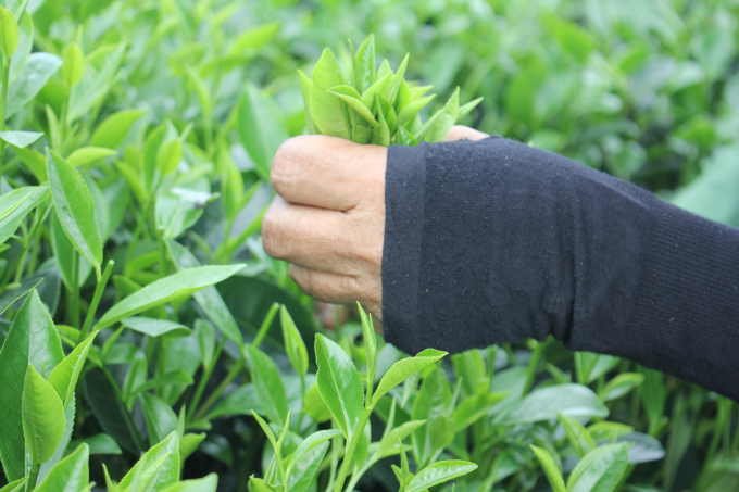 Các công đoạn sản xuất chè tôm nõn đều được thực hiện một cách rất cẩn thận và tỷ mỷ. Ảnh: Võ Việt.