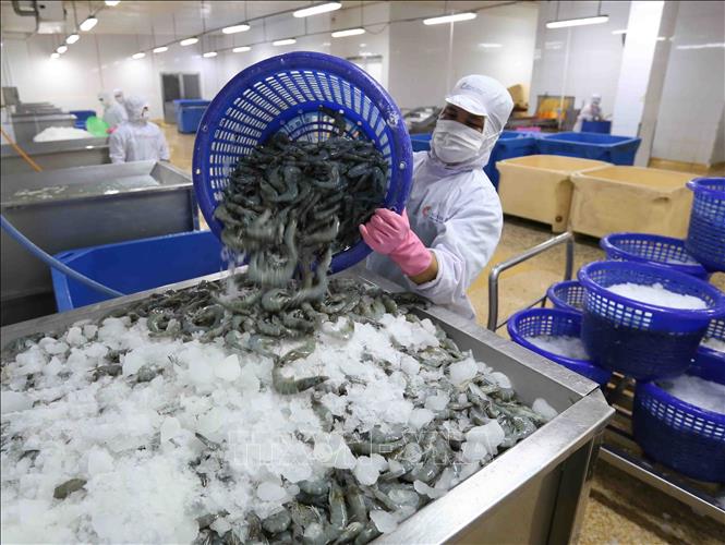 vna_potal_nganh_thuy_san_phan_dau_xuat_khau_dat_10_ty_usd_trong_nam_2020_104313066_stand-113513_829.jpg Trong những tháng cuối năm 2021, nhu cầu nhập khẩu tôm của thế giới tăng trở lại, đặc biệt tại các thị trường lớn như Châu Âu, Hoa Kỳ, Nhật Bản, Trung Quốc và Hàn Quốc. Ảnh: TL.