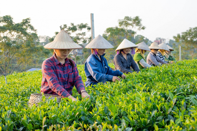 Nhiều HTX trên địa bàn xã Tân Cương đã tích cực chuyển dịch các diện tích trồng chè theo hướng VietGAP, hướng hữu cơ để tạo tiền đề phát triển du lịch trải nghiệm. Ảnh: Bá Thắng.