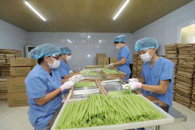 Ống hút được làm hoàn toàn từ tinh bột của các loại củ như cà rốt, khoai lang, củ cải... Các loại rau có màu xanh, vàng, tím được dùng để tạo màu sắc cho sản phẩm bắt mắt hơn. Ảnh: HTX.