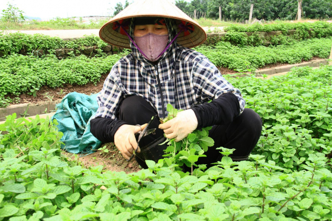 1-123225_559.jpg Các HTX yêu cầu mỗi hộ gia đình chỉ để 1 người ra đồng làm việc, hạn chế việc tiếp xúc, trò chuyện. Ảnh: TL.