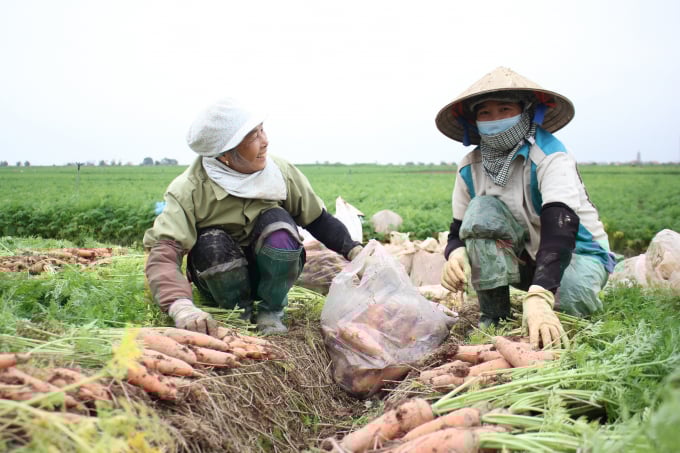 img_6423-153421_64.jpg Ai nấy đều rất vui vẻ khi cà rốt tiêu thụ thuận lợi, giá bán ở mức tương đối cao. Ảnh: Trung Quân.