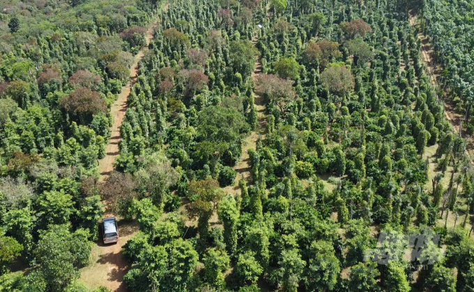 HTX Nông nghiệp hữu cơ Đăk Nông thực hiện mô hình cà phê cảnh quang trên diện tích 255 ha. Ảnh: Quang Yên.