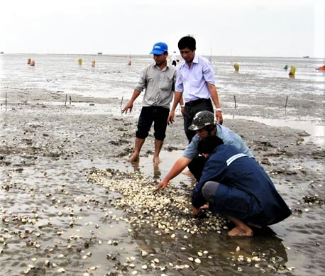 1-123210_194.jpg Nghêu chết hàng loạt ở xã Tân Thành đang tìm nguyên nhân. Ảnh: MV