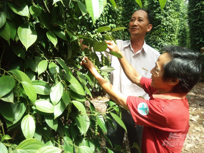 img20180113132513-143419_400.jpg Khi nông dân tham gia các dự án cánh đồng lớn, chuỗi liên kết được hỗ trợ kết nối với nhà cung ứng vật tư, kết nối với doanh nghiệp bao tiêu nông sản sạch có giá bình quân cao hơn mặt bằng chung ngoài thị trường. Ảnh: MS.