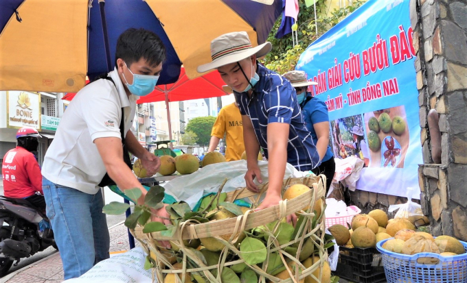 e-142617_538.jpg Sản phẩm bưởi Đào sẽ được bán 'giải cứu' trong 1 tuần. Ảnh: MS.