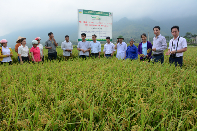 Mô hình lúa năng suát, chất lượng cao của huyện Văn Chấn. Ảnh: Thái Sinh.