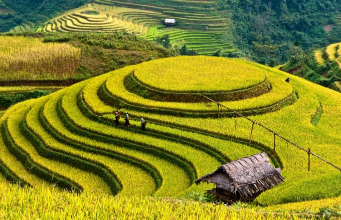 a1-210528_293.jpg Ruộng bậc thang Mù Cang Chải mùa lúa chín. Ảnh: Vũ Chiến.